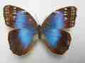 Morpho helenor guanacastensis (aberration) (Internet Image property of respective owner, non-commercial use only)